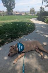Shelter Stray Male Dog last seen Melrose Drive, Oceanside, CA, 92057, Oceanside, CA 92058, USA