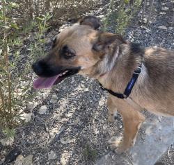 Shelter Stray Female Dog last seen Not Provided., Brawley, CA, 92227, El Cajon, CA 92020, USA