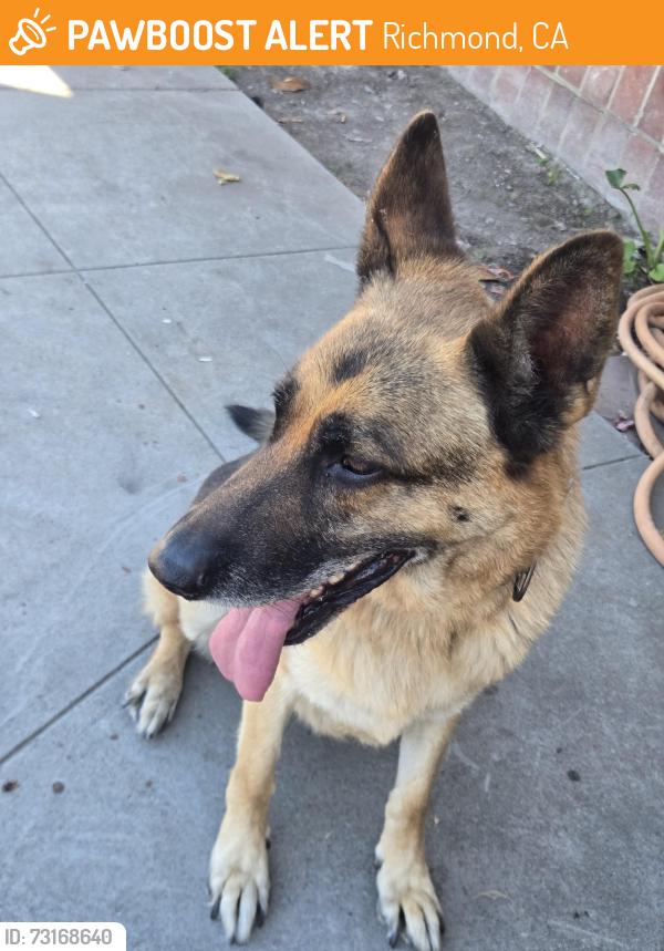 Found/Stray Unknown Dog last seen Near bissell avenue, Richmond, CA 94804