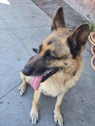 Found/Stray Unknown Dog last seen Near bissell avenue, Richmond, CA 94804