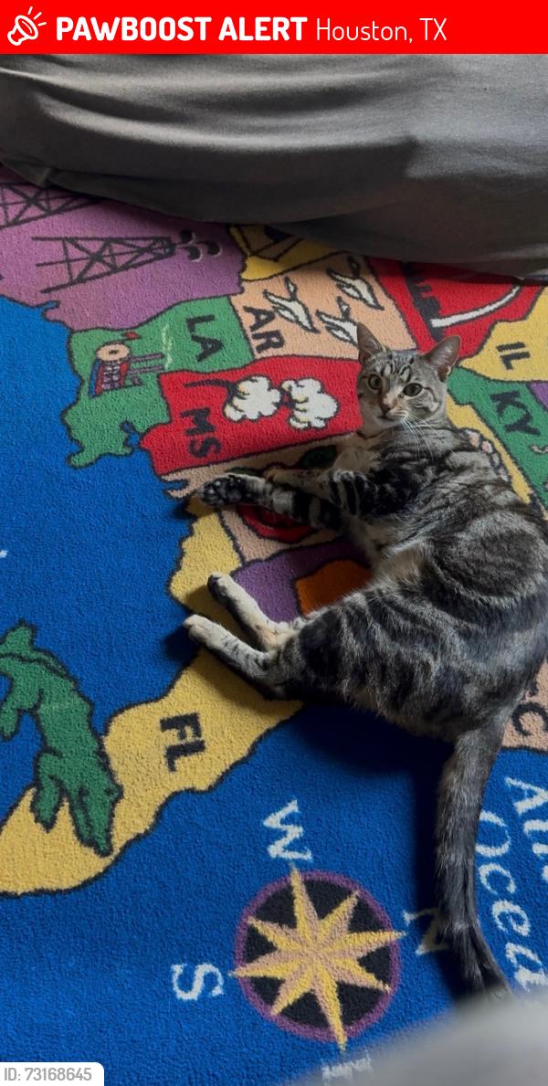Lost Male Cat last seen Bingle road and tidwell road. Wooded area next to warehouse, adjacent to cole creek manor neighborhood, Houston, TX 77092