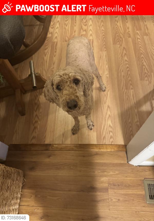 Lost Male Dog last seen Kerrow Dr., Fayetteville, NC 28314
