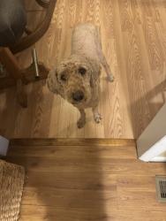Lost Male Dog last seen Kerrow Dr., Fayetteville, NC 28314