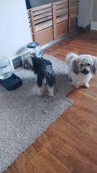 Found/Stray Male Dog last seen St. Paul, Saint Paul, MN 55106