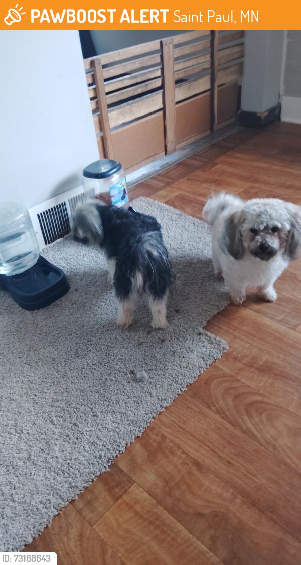 Found/Stray Male Dog last seen St. Paul, Saint Paul, MN 55106