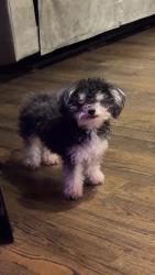 Lost Female Dog last seen N Cypress Ave, W Tacoma St, Broken Arrow, OK 74012
