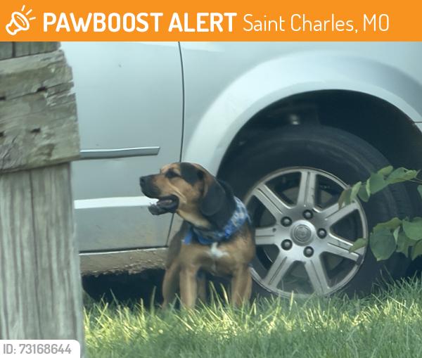 Found/Stray Unknown Dog last seen Near Saddlebrook Ct S Saint Charles, MO 63304 United States (Was running on the roads and found its way into someone’s back yard. Maybe it’s their dog idk but I could no longer get to it), Saint Charles, MO 63304