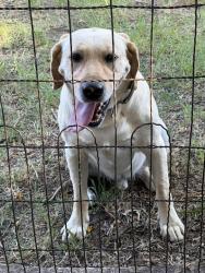 Reunited Male Dog last seen E 55th At S and Broadway, Wichita, KS 67217