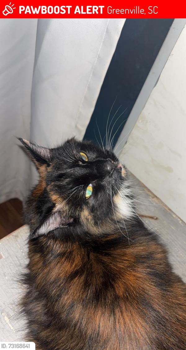 Lost Female Cat last seen the apmts next to patewood post acute and sparetime, Greenville, SC 29607