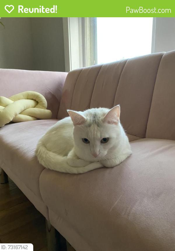Reunited Male Cat last seen sunnyside and troy, Chicago, IL 60625