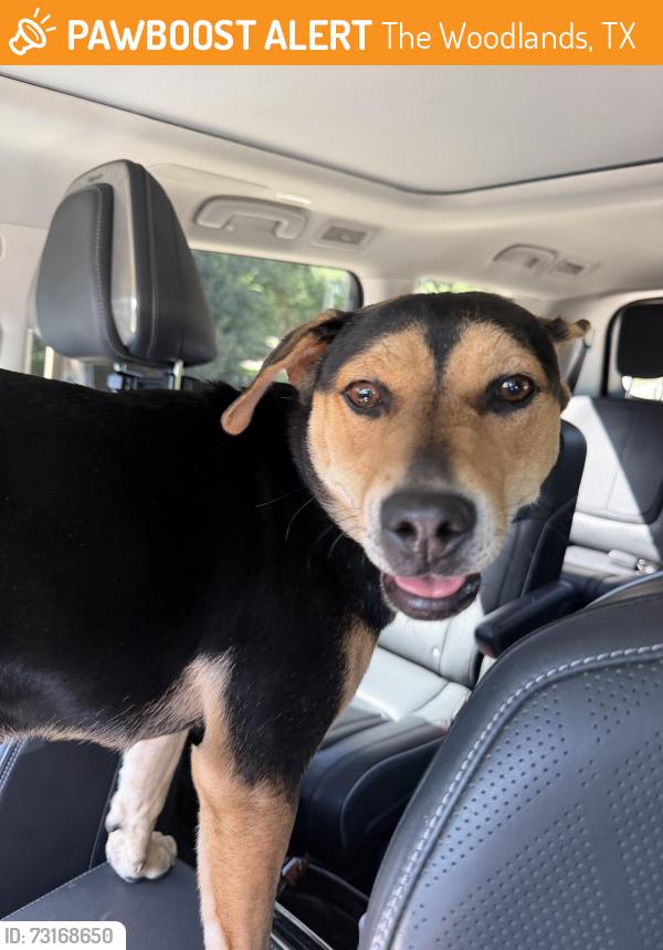 Found/Stray Female Dog last seen Woodlands Parkway and Kuykendahl, The Woodlands, TX 77375