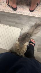 Lost Female Cat last seen frankford ave off west loop near walmart, Lubbock, TX 79416