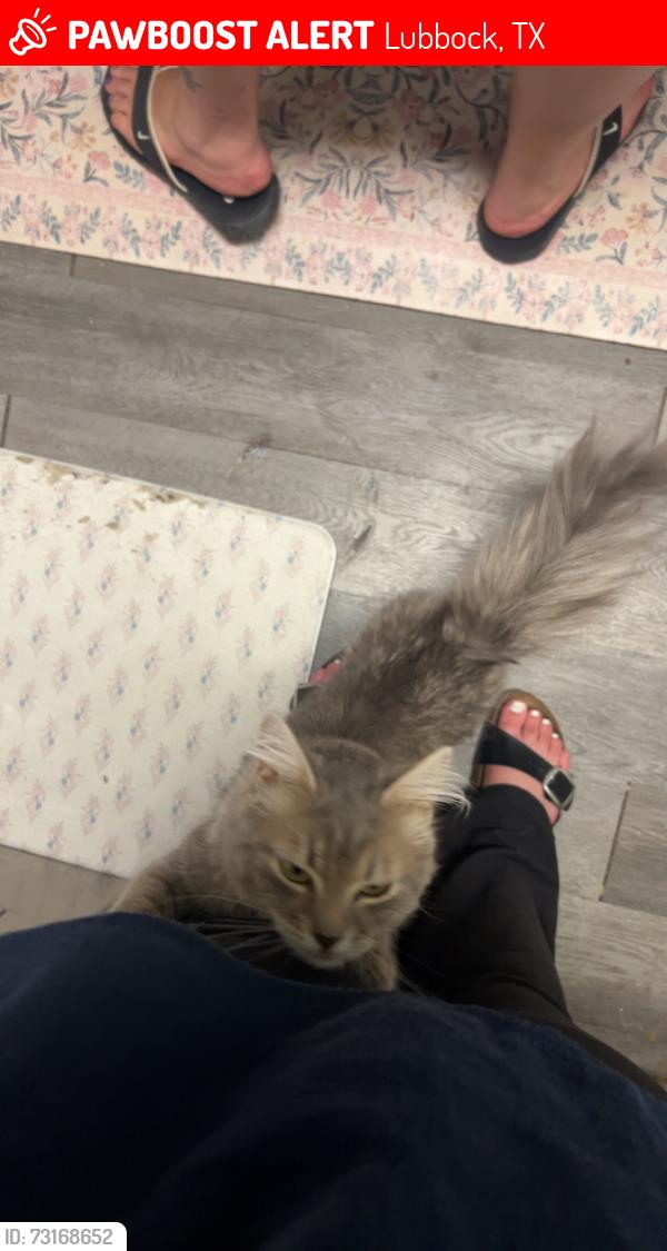 Lost Female Cat last seen frankford ave off west loop near walmart, Lubbock, TX 79416