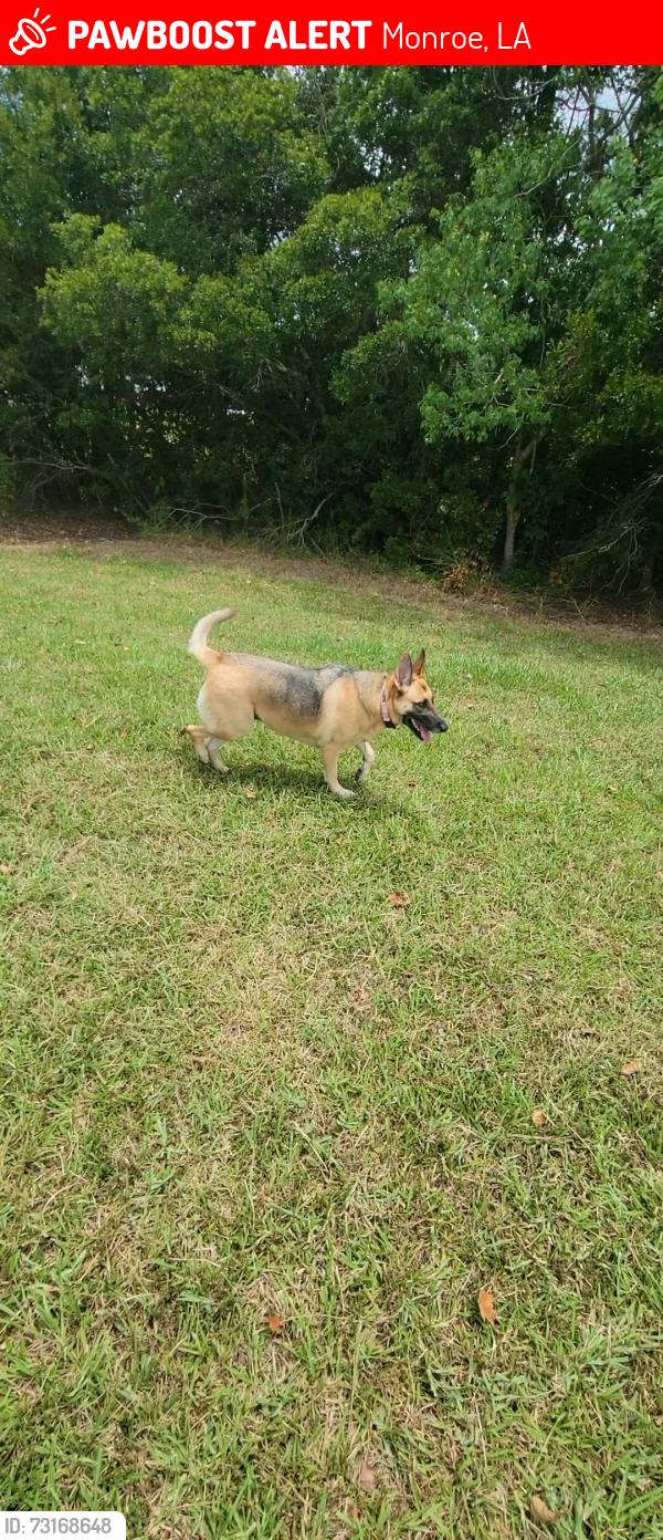 Lost Female Dog last seen Last seen running into woods around noon on I-20 near mile marker 167 following a car mishap, Monroe, LA 71202
