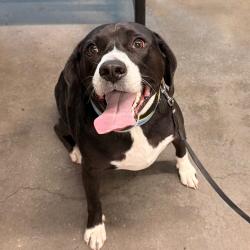 Shelter Stray Male Dog last seen , 3607 N Armenia Ave, Tampa, FL 33607, USA