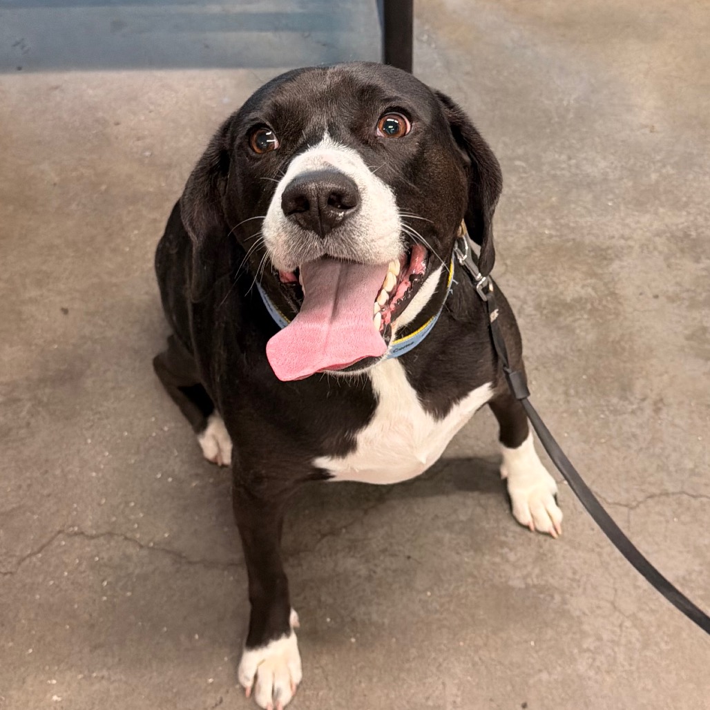 Shelter Stray Male Dog last seen , 3607 N Armenia Ave, Tampa, FL 33607, USA