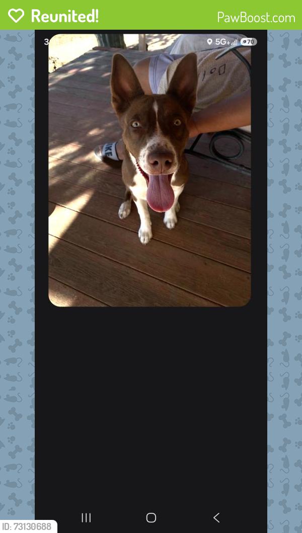 Reunited Female Dog last seen Mark rd and Valencia, Tucson, AZ 85757