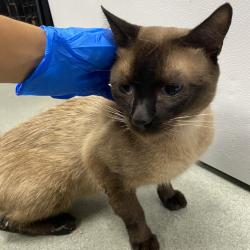 Shelter Stray Unknown Cat last seen , 6621 Westminster Ave, Garden Grove, CA 92844, USA