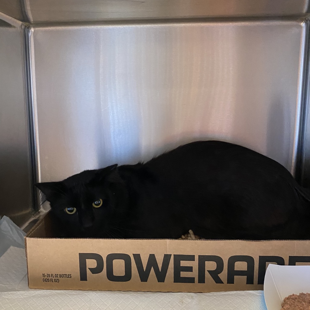 Shelter Stray Unknown Cat last seen , 6621 Westminster Ave, Garden Grove, CA 92844, USA