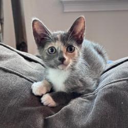 Shelter Stray Female Cat last seen , 8020 Washington St, Port Richey, FL 34668, USA