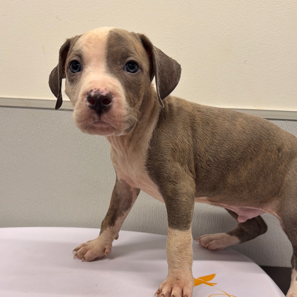 Shelter Stray Male Dog last seen , 3607 N Armenia Ave, Tampa, FL 33607, USA