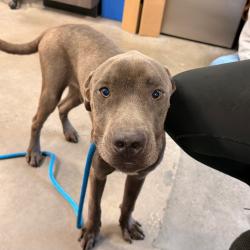 Shelter Stray Male Dog last seen , 3607 N Armenia Ave, Tampa, FL 33607, USA