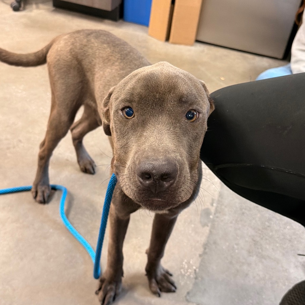 Shelter Stray Male Dog last seen , 3607 N Armenia Ave, Tampa, FL 33607, USA