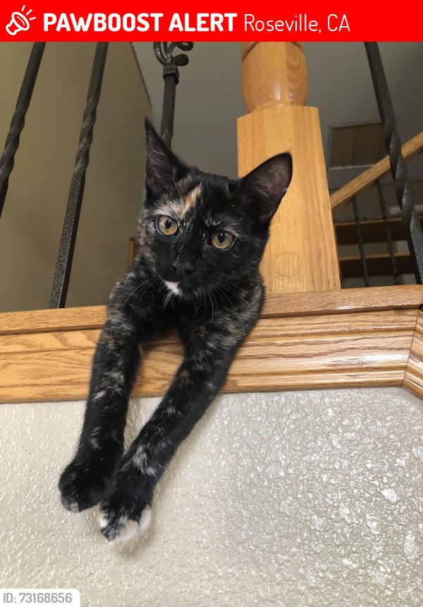 Lost Female Cat last seen Esher Ct and Latham St, Roseville, CA 95747