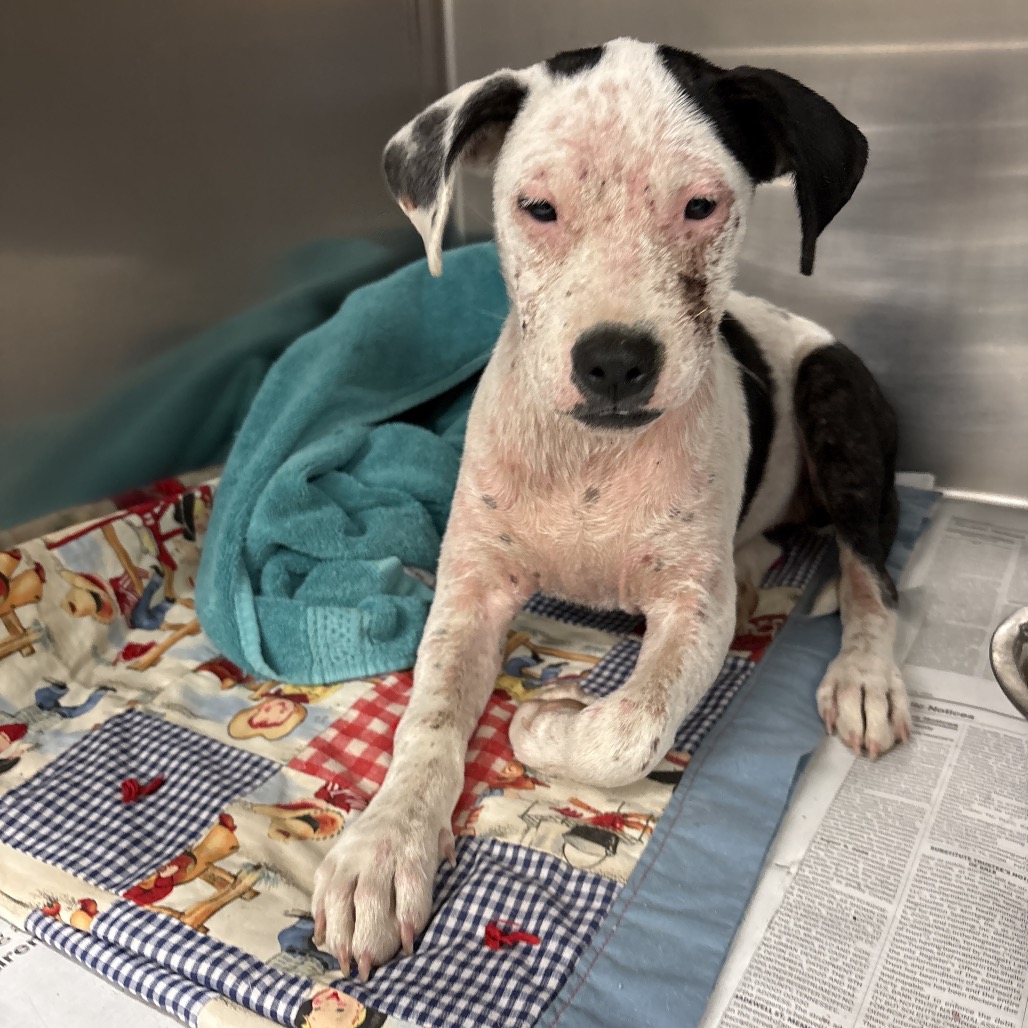 Shelter Stray Female Dog last seen , 2350 Appling City Cove, Memphis, TN 38133, USA