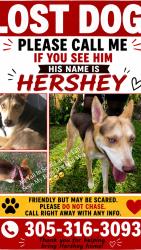 Lost Male Dog last seen Near nw 170th st, Miami, FL 33169