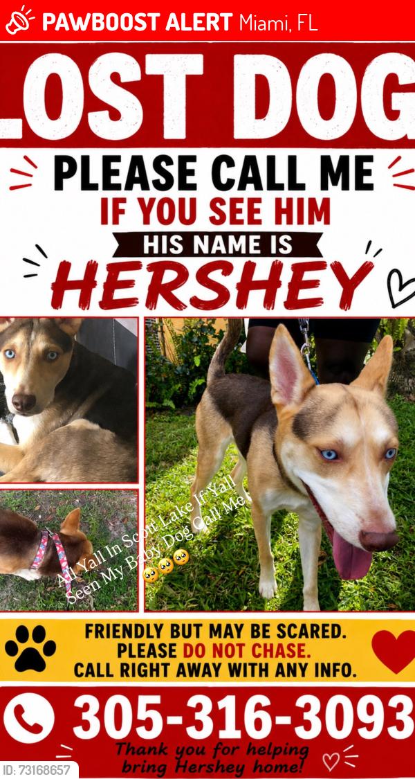 Lost Male Dog last seen Near nw 170th st, Miami, FL 33169