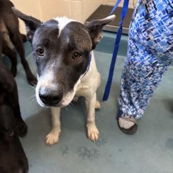 Shelter Stray Male Dog last seen , 2350 Appling City Cove, Memphis, TN 38133, USA