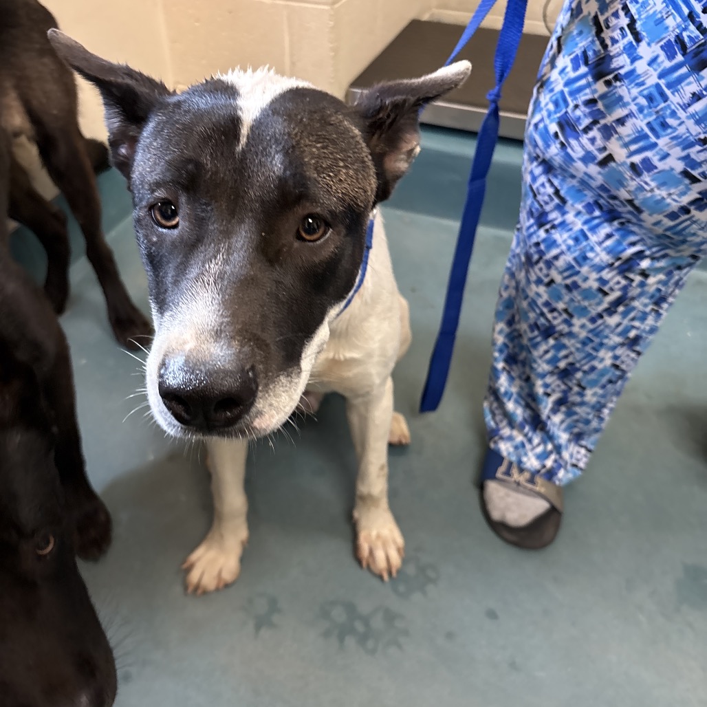 Shelter Stray Male Dog last seen , 2350 Appling City Cove, Memphis, TN 38133, USA