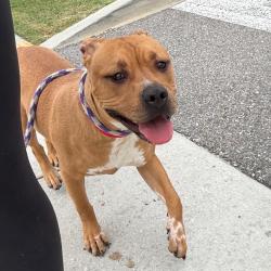 Shelter Stray Female Dog last seen , 3607 N Armenia Ave, Tampa, FL 33607, USA