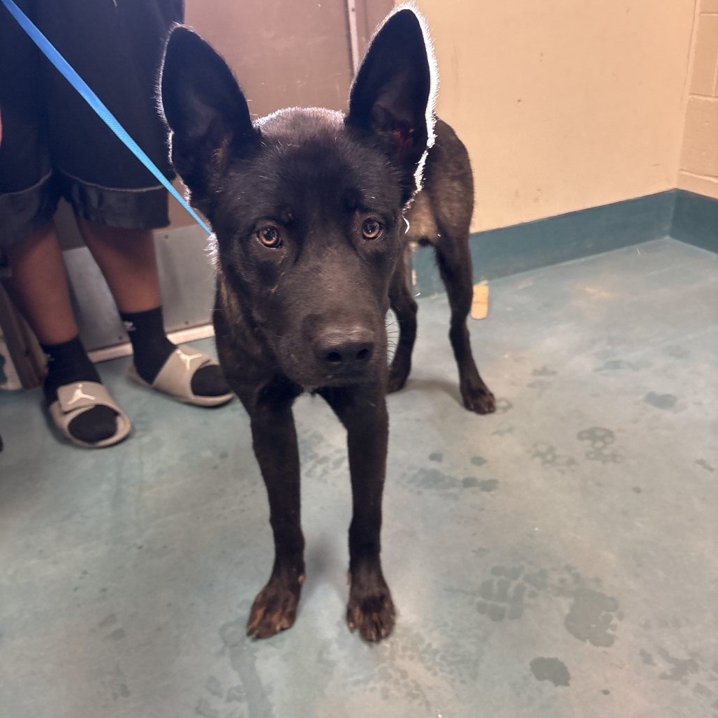 Shelter Stray Male Dog last seen , 2350 Appling City Cove, Memphis, TN 38133, USA