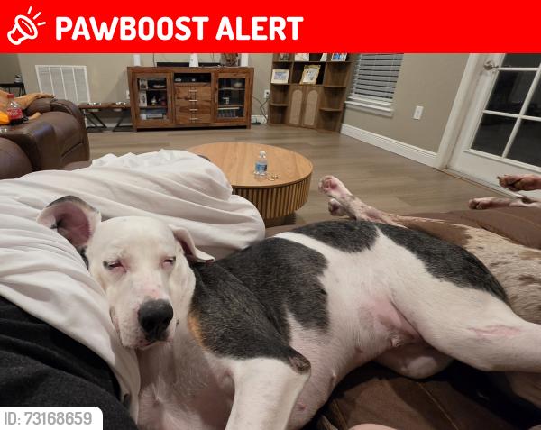 Lost Female Dog last seen Ketridge ave, Charlotte County, FL 33953