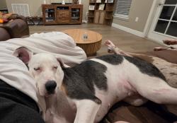 Lost Female Dog last seen Ketridge ave, Charlotte County, FL 33953
