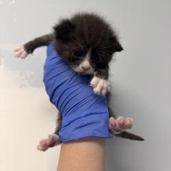 Shelter Stray Male Cat last seen , Animal Care & Control Team of Philly, 111 W Hunting Park Ave, Philadelphia, PA 19140, USA