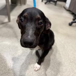Shelter Stray Male Dog last seen , 3607 N Armenia Ave, Tampa, FL 33607, USA