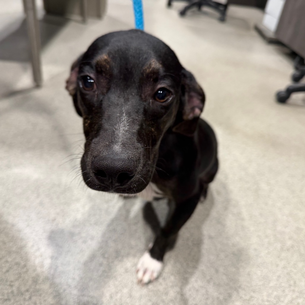 Shelter Stray Male Dog last seen , 3607 N Armenia Ave, Tampa, FL 33607, USA