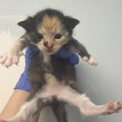 Shelter Stray Female Cat last seen , Animal Care & Control Team of Philly, 111 W Hunting Park Ave, Philadelphia, PA 19140, USA
