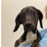 Shelter Stray Male Dog last seen , 3607 N Armenia Ave, Tampa, FL 33607, USA