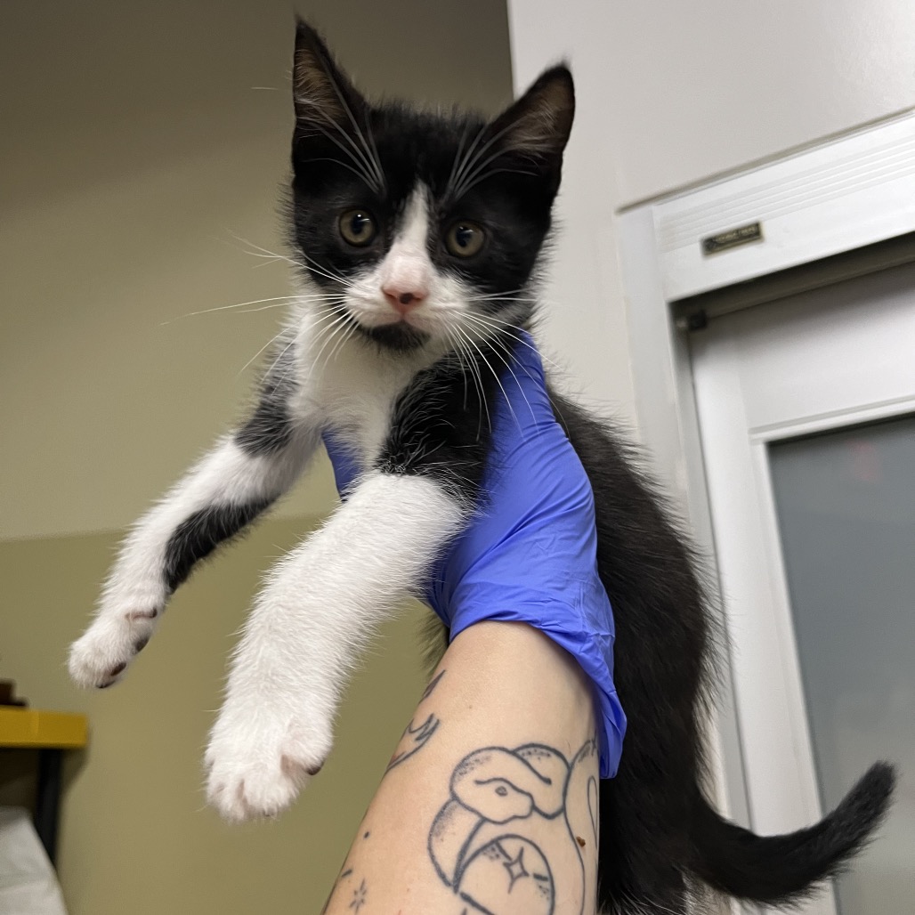 Shelter Stray Male Cat last seen , Animal Care & Control Team of Philly, 111 W Hunting Park Ave, Philadelphia, PA 19140, USA