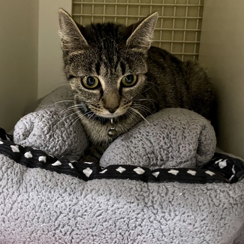 Shelter Stray Female Cat last seen , Animal Care & Control Team of Philly, 111 W Hunting Park Ave, Philadelphia, PA 19140, USA