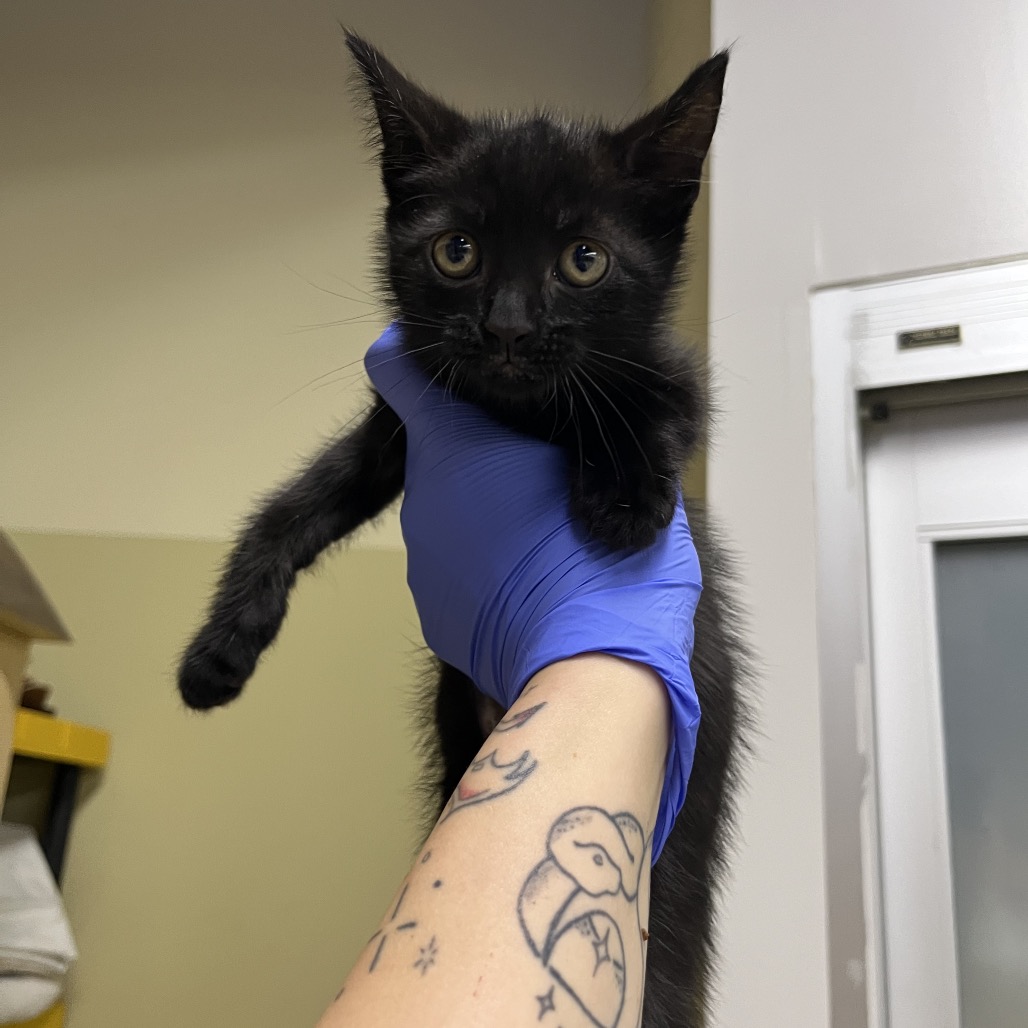 Shelter Stray Male Cat last seen , Animal Care & Control Team of Philly, 111 W Hunting Park Ave, Philadelphia, PA 19140, USA