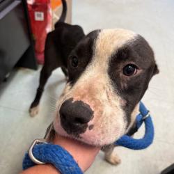 Shelter Stray Male Dog last seen , Animal Care & Control Team of Philly, 111 W Hunting Park Ave, Philadelphia, PA 19140, USA