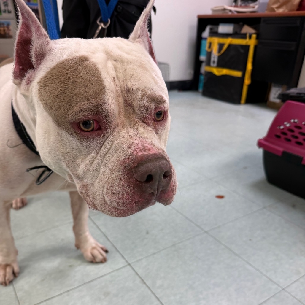 Shelter Stray Male Dog last seen , Animal Care & Control Team of Philly, 111 W Hunting Park Ave, Philadelphia, PA 19140, USA