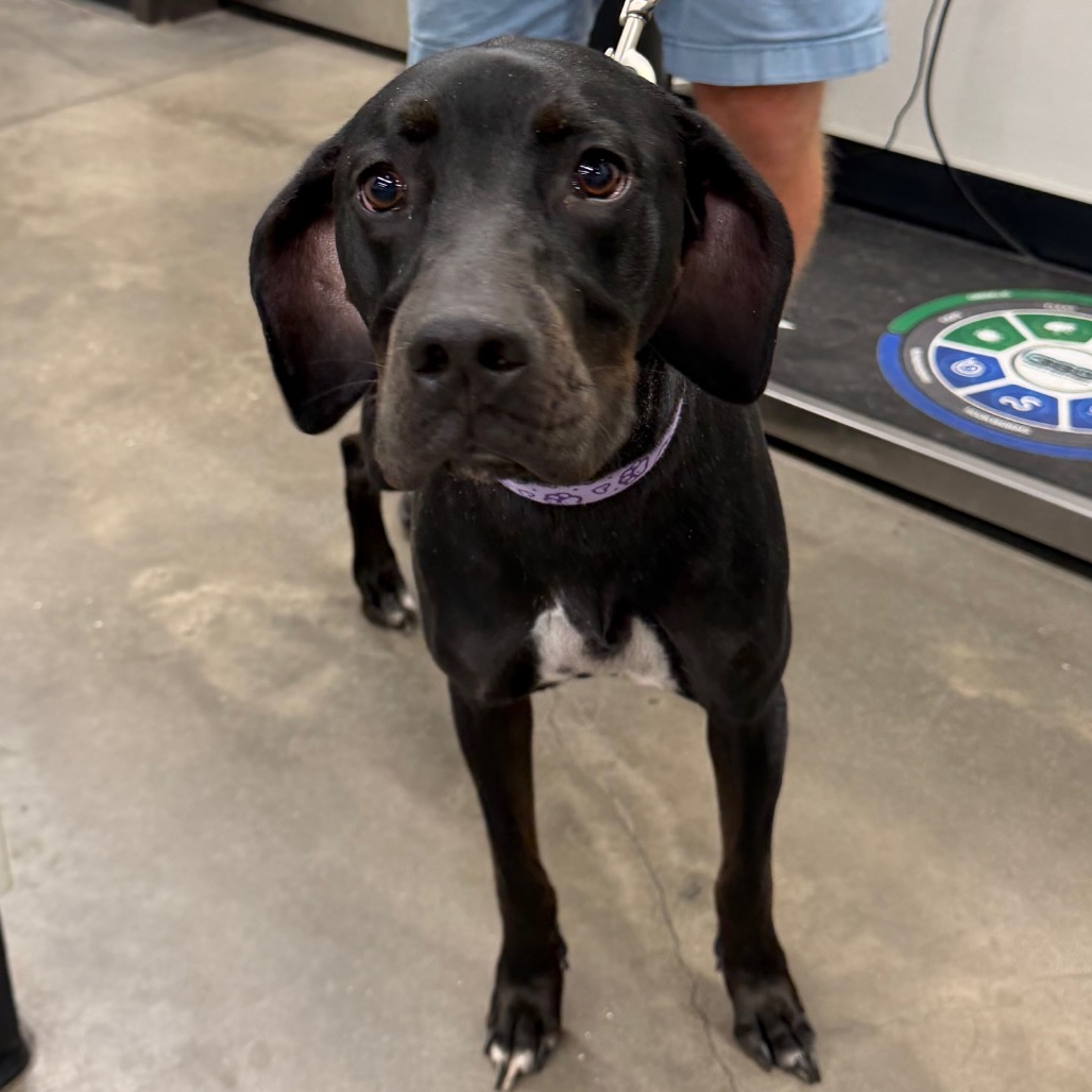 Shelter Stray Female Dog last seen , 3607 N Armenia Ave, Tampa, FL 33607, USA