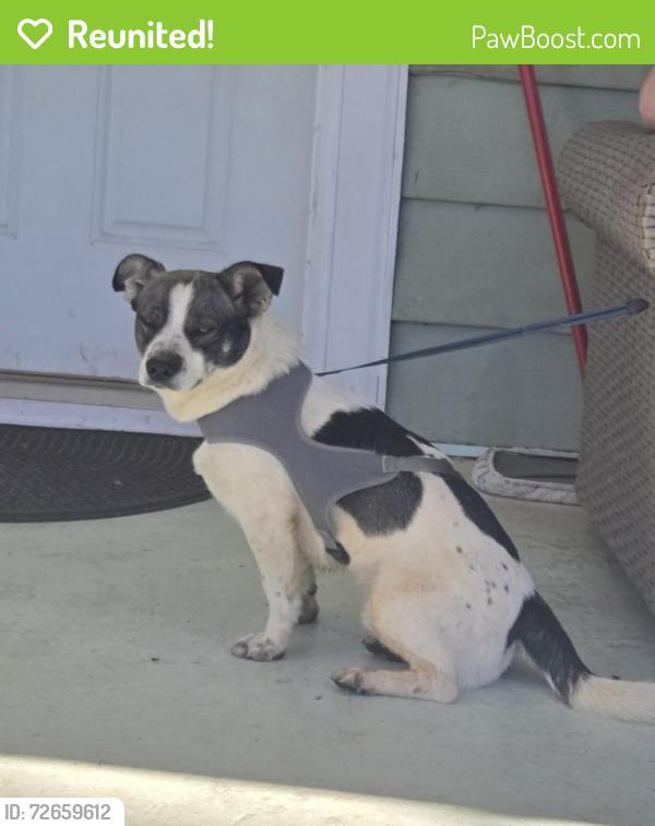 Reunited Male Dog last seen Hickory Grove Rd. and Nicole Terrace, Mount Holly, NC 28120