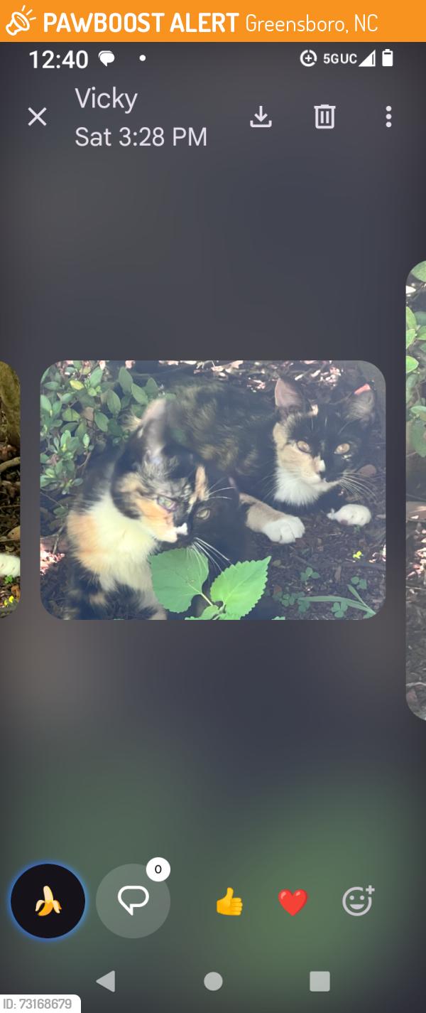 Found/Stray Female Cat last seen Oleander Point & Olde Fox Trail, Greensboro, NC 27407